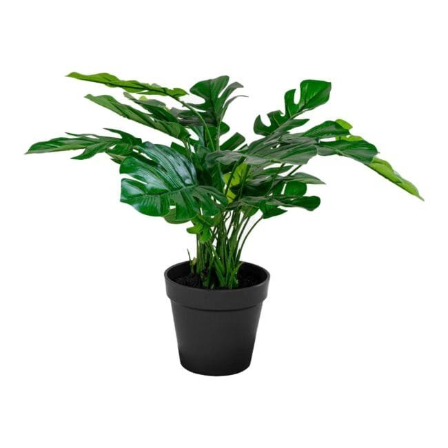 Monstera dirbtinis augalas